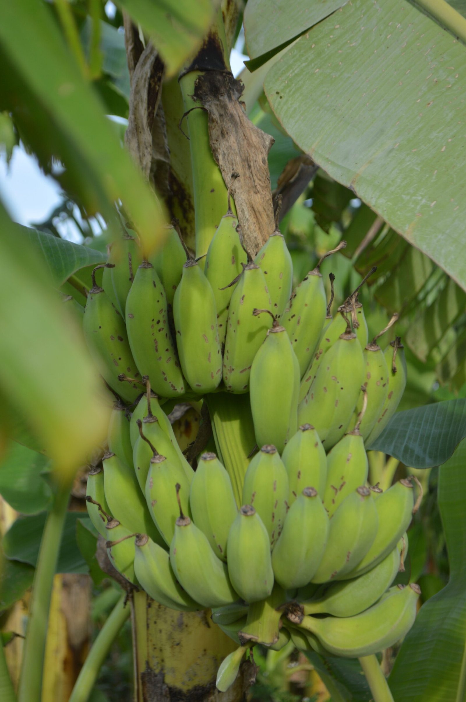 KARIKAR Seeded Banana(Bichi Kola) Grafted Live Plant for Home Garden - Image 2