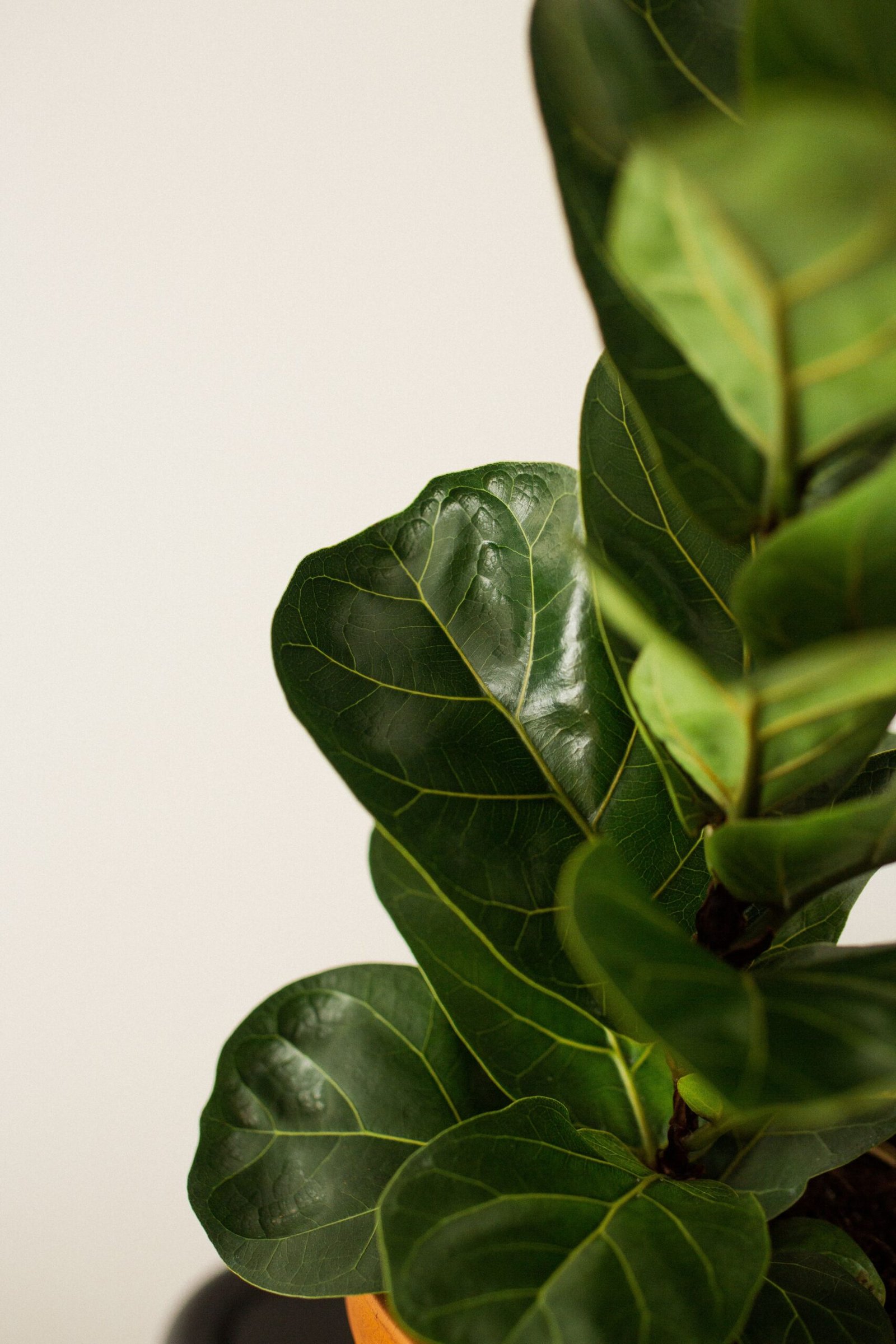 KARIKAR Fiddle Leaf Fig Grafted Live Fern Plant for Home Indoor, Office, Balcony & Modern Interior Decor - Image 2