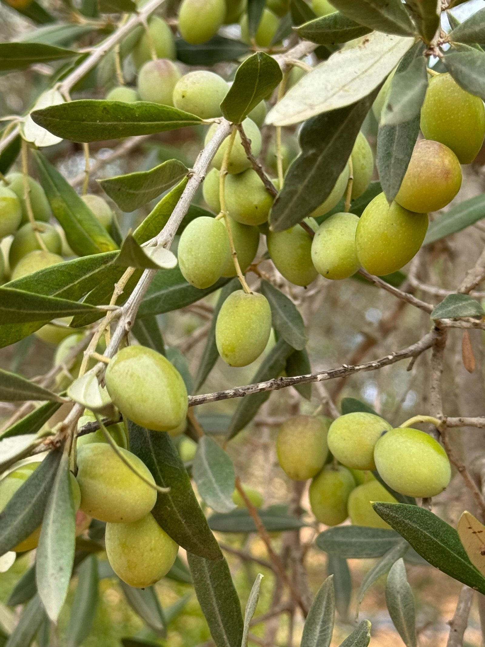 KARIKAR All Time Indian Olive Grafted Live Plant for Home Garden - Image 2