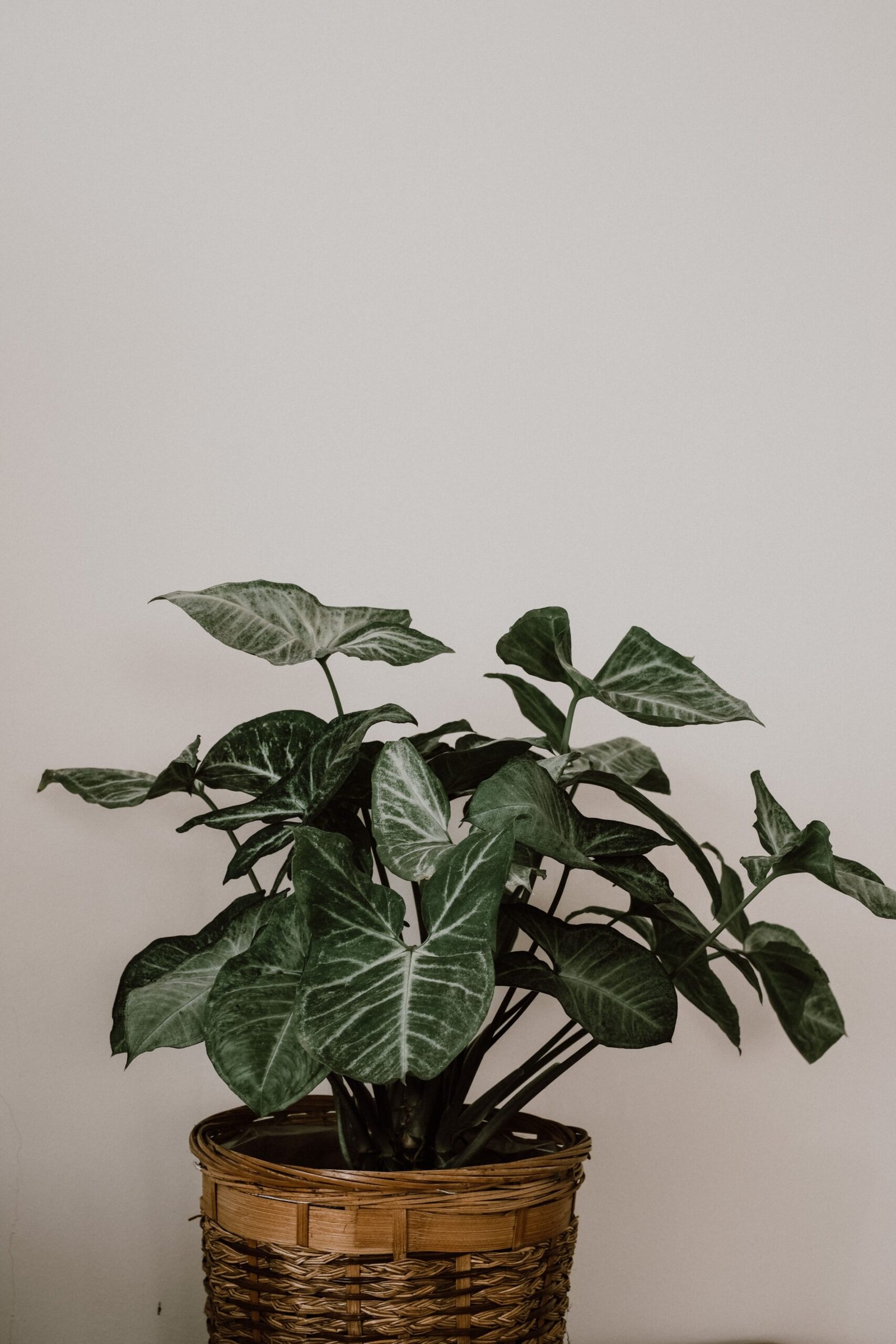 KARIKAR Syngonium Grafted Live Fern Plant for Indoor Home, Balcony & Garden Decoration - Image 2