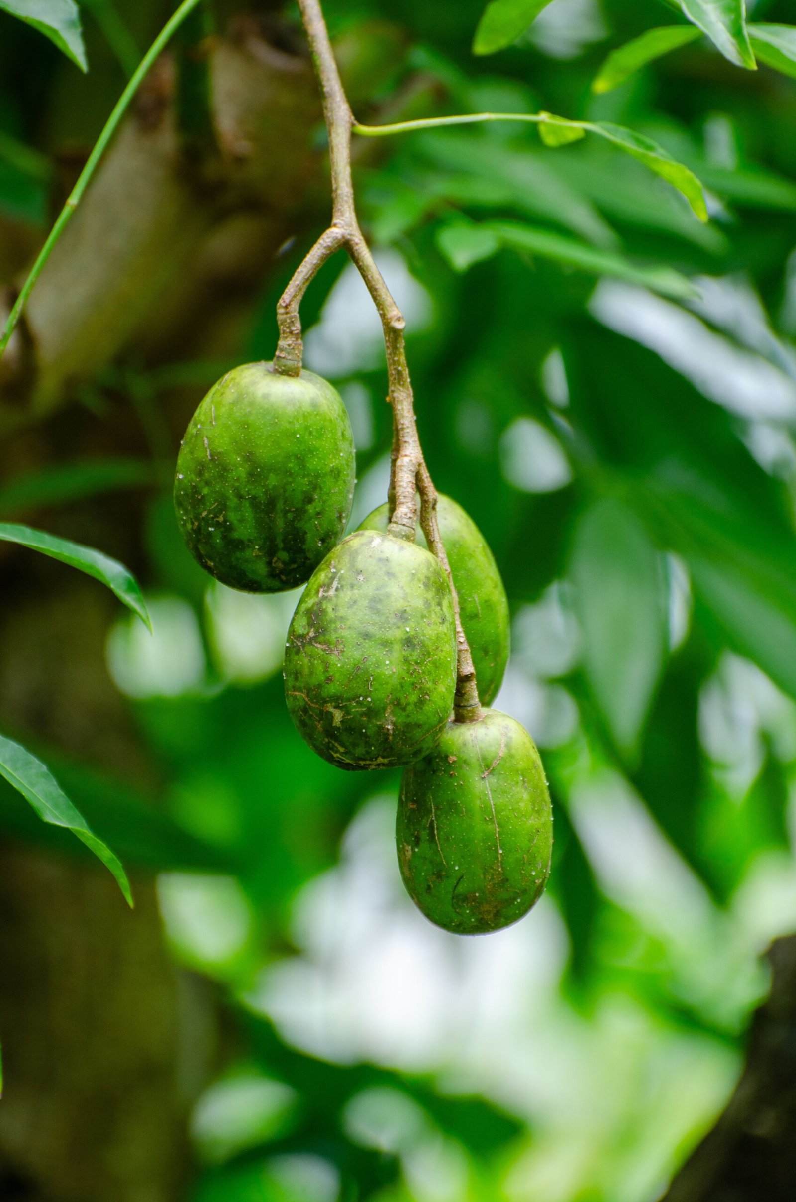 KARIKAR All Time/Baramasi Hog Plum Grafted Live Plant for Home Garden - Image 2